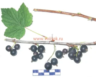 Сорт смородины черной Звёздная 0