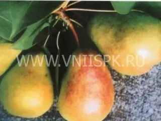 Сорт груши Сказочная (Груша)