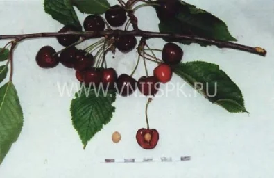 Сорт черешни Любимица Корвацкого 0