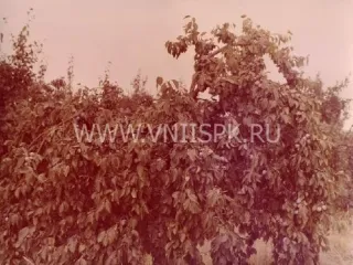 Сорт сливы домашней Аскер