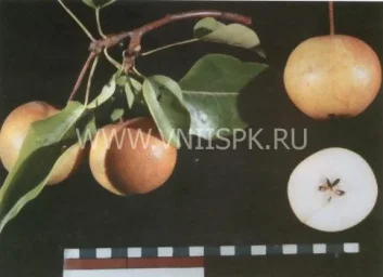 Сорт груши Бронзовая 0