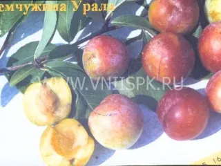 Сорт сливы китайской Жемчужина Урала