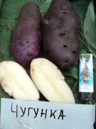 Сорт картофеля Чугунка 1