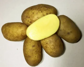 Сорт картофеля Никсе 1