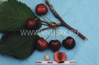Сорт черешни Кубанская (Черешня) 0