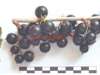 Сорт смородины черной Шаровидная