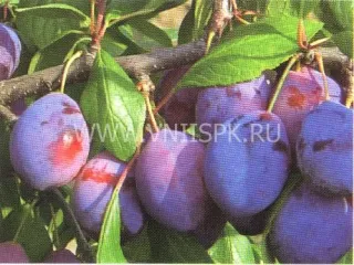 Сорт сливы домашней Алексий