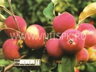 Сорт яблони Алтайское Румяное