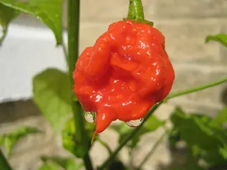 Сорт перца Каролина Рипер (Каролинский жнец)