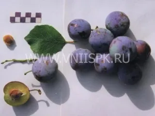 Сорт сливы домашней Мечта (Слива Домашняя)