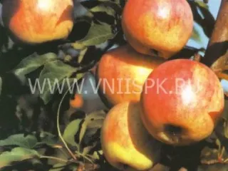 Сорт яблони Старт