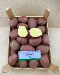 Сорт картофеля Калинка 1