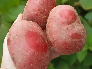 Сорт картофеля Эволюшн