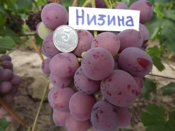 Сорт винограда Низина 2