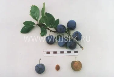 Сорт сливы домашней Теньковская Голубка 0