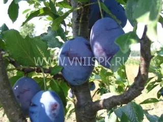 Сорт сливы домашней Синяя Птица