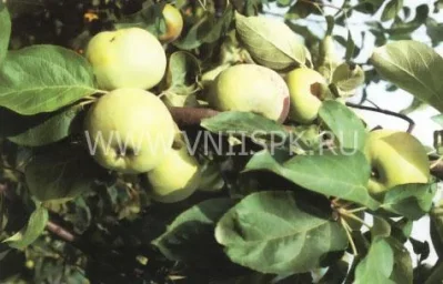 Сорт яблони Минераловодская 0