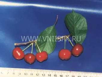Сорт вишни Аннушка (Вишня) 0