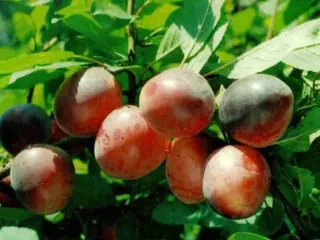 Сорт алычи Оленька (Алыча)