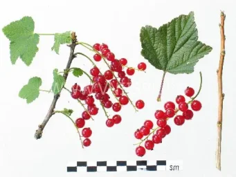 Сорт смородины красной Огонёк (Смородина Красная) 0