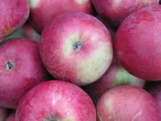 Сорт яблони Алеся