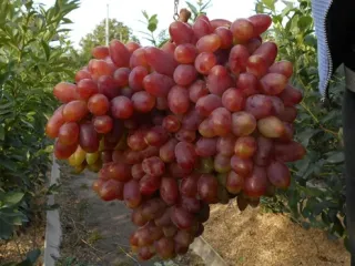 Сорт винограда Преображение