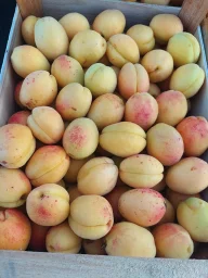 Сорт абрикоса Шалах (Ананасный) 0