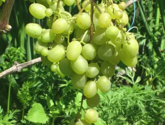 Сорт винограда Супер экстра 0