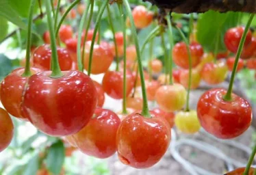 Сорт черешни Брянская розовая 3