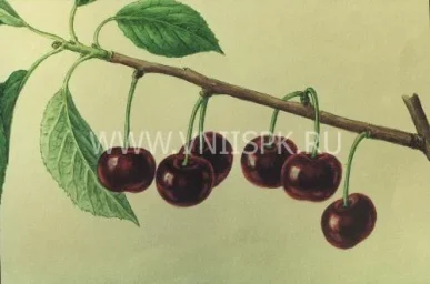 Сорт вишни Подбельский 0