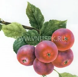 Сорт яблони Алтайский Голубок 0