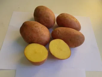 Сорт картофеля Лаура 1