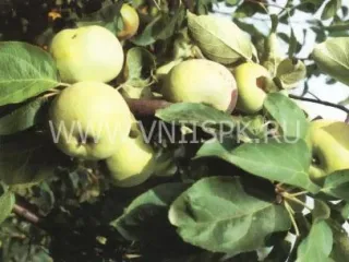 Сорт яблони Минераловодская