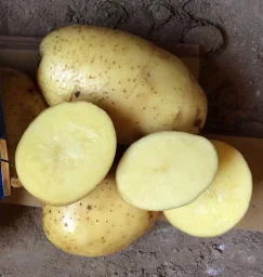 Сорт картофеля Бриз 0