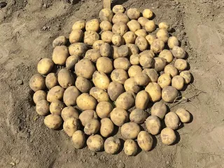 Сорт картофеля Лисана