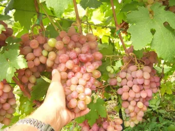 Сорт винограда Румба 0