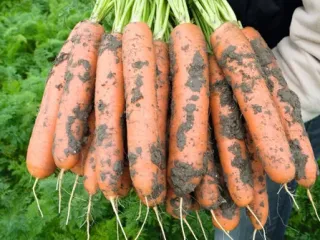 Сорт моркови Балтимор (F1)