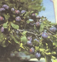 Сорт сливы домашней Венгерка Кубанская 0