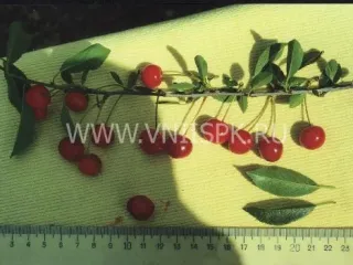 Сорт вишни Градская
