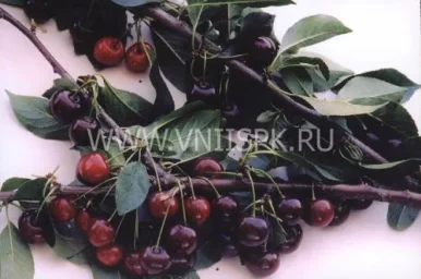 Сорт вишни Краснодарская Сладкая 0