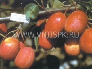 Сорт яблони Баганенок