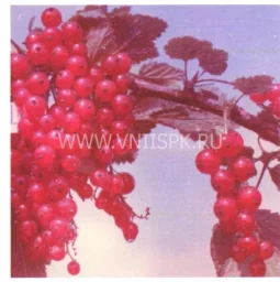 Сорт смородины красной Чулковская 0