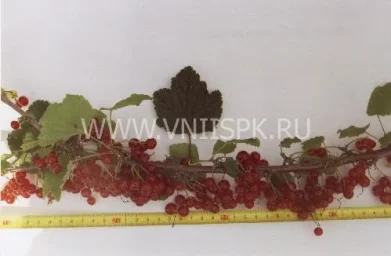 Сорт смородины красной Памятная (Смородина Красная) 0