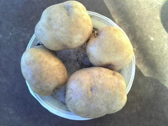 Сорт картофеля Синеглазка 2