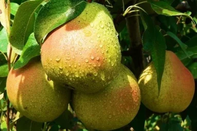 Сорт груши Десертная (Груша) 0