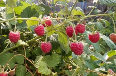 Сорт малины Новость Кузьмина 0