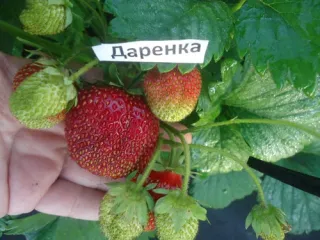 Сорт клубники Даренка