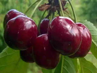 Сорт черешни Услада (Черешня)
