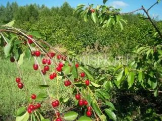 Сорт вишни Кизиловая