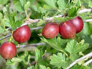 Сорт крыжовника Русский